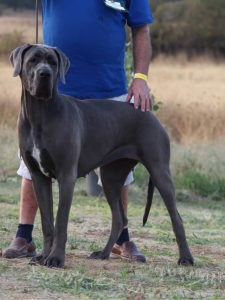 Phara De Casalbero