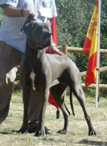 Phara De Casalbero