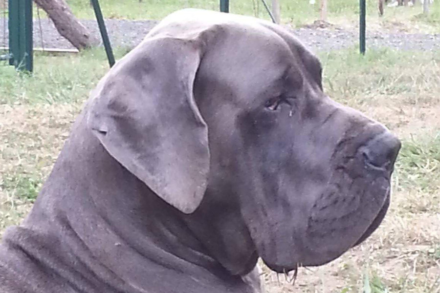 Raidon Von Gigantic Blau