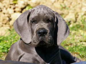 Raidon Von Gigantic Blau con 3 meses