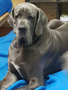 Raidon Von Gigantic Blau