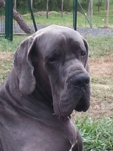 Raidon Von Gigantic Blau